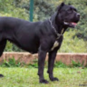 Meet your Posher, Tyrone